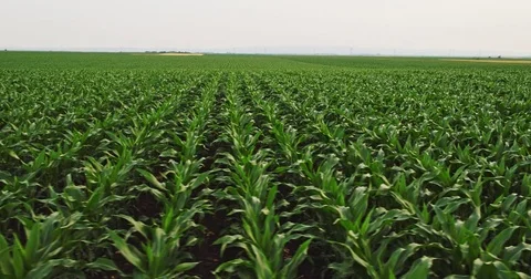 Aerial drone shot of a corn maize field, agricultural landscape Stock Footage 81533093