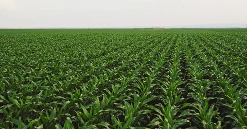 Aerial drone shot of a corn maize field, agricultural landscape Stock Footage 81535111