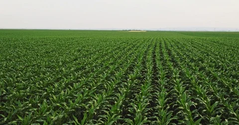 Aerial drone shot of a corn maize field, agricultural landscape Stock Footage 81556724