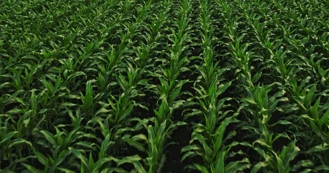 Aerial drone shot of a corn maize field, agricultural landscape Stock Footage 81598454