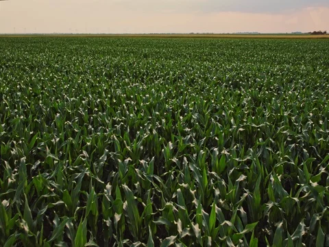 Aerial drone shot of a corn maize field, agricultural landscape Stock Footage 81624393