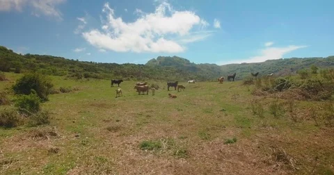 Aerial drone shot of cows moving sideways Stock Footage 77010306