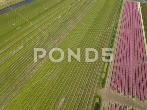 Aerial drone shot of cultivated green fields in rural province of Netherlands Stock Photos