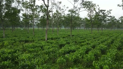 Aerial drone shot of diagonal tea gardens captured in the monsoon time. Stock Footage 219310471