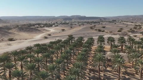 Aerial drone shot of expansive date palm plantations in the Arava Desert Stock Footage 296587842