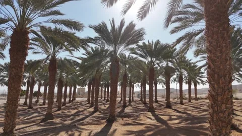 Aerial drone shot of expansive date palm plantations in the Arava Desert Stock Footage 296587843