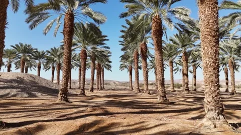 Aerial drone shot of expansive date palm plantations in the Arava Desert Stock Footage 296587856