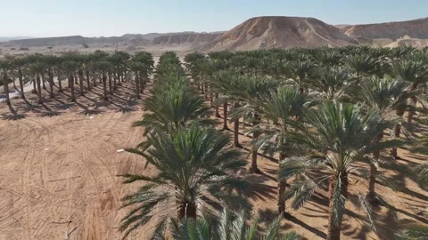 Aerial drone shot of expansive date palm plantations in the Arava Desert Stock Footage 296587871