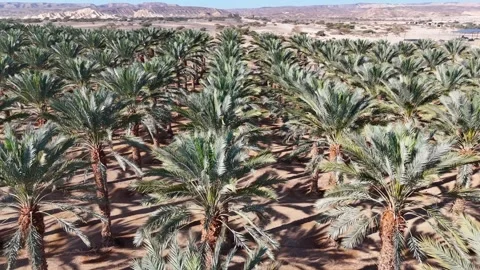Aerial drone shot of expansive date palm plantations in the Arava Desert Stock Footage 296587873
