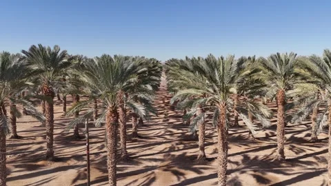 Aerial drone shot of expansive date palm plantations in the Arava Desert Stock Footage 296587874