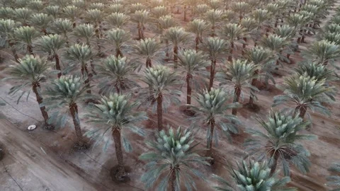 Aerial drone shot of expansive date palm plantations in the Arava Desert Stock Footage 296589300