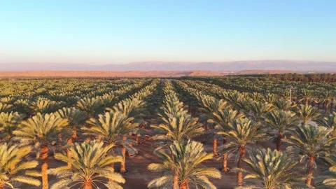 Aerial drone shot of expansive date palm plantations in the Arava Desert Stock Footage 296589310