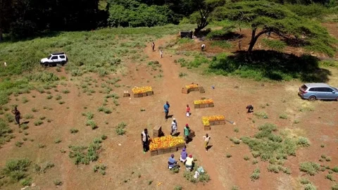 Aerial Drone Shot Of Farmers Loading Harvested Tomatoes Into Crates Stock Footage 336426748