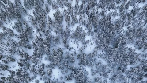 Aerial drone shot featuring the winter magic of a high-altitude forest, where Stock Footage 304949231