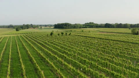 Aerial drone shot of fields in carso karst 스톡 동영상 233658997