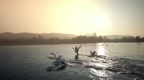 Aerial drone shot flight over Lake with swans Stock Footage 48608943
