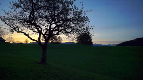 Aerial drone shot flight under tree at sunrise Stock Footage 49048133