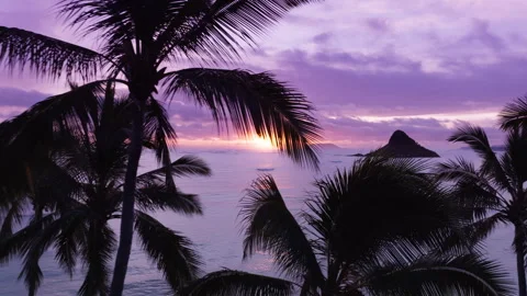 Aerial drone shot flying between palms towards sun rising above Oahu island USA Stock Footage 245676477