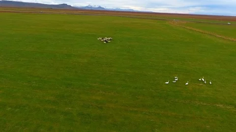 Aerial drone shot flying over a flock of sheep walking on the road in Iceland Stock Footage 119996053