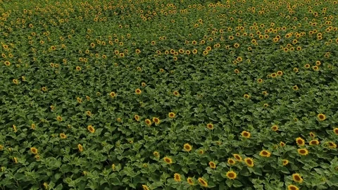 Aerial drone shot, flying over sunflower fields. Top view from drone. 4k Stock Footage