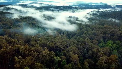 Aerial drone shot flying over tropical Misty Rain forest in Australia Stock Footage