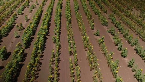 Aerial drone shot, flying over sunflower fields, Beautiful Sunflowers field Stock Footage 304562109