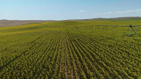 Aerial drone shot, flying over sunflower fields, Beautiful Sunflowers field Stock Footage 304562564