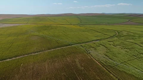 Aerial drone shot, flying over sunflower fields, Beautiful Sunflowers field Stock Footage 304562824