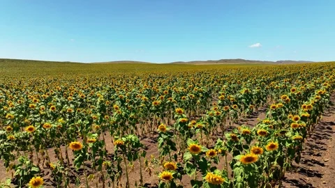 Aerial drone shot, flying over sunflower fields, Beautiful Sunflowers field Stock Footage 304562839