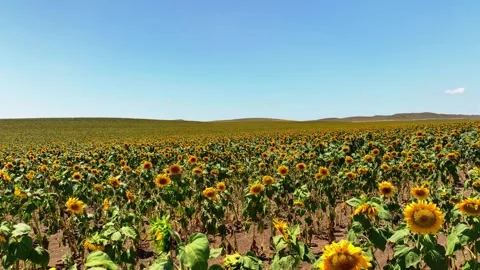 Aerial drone shot, flying over sunflower fields, Beautiful Sunflowers field Stock Footage 304562872