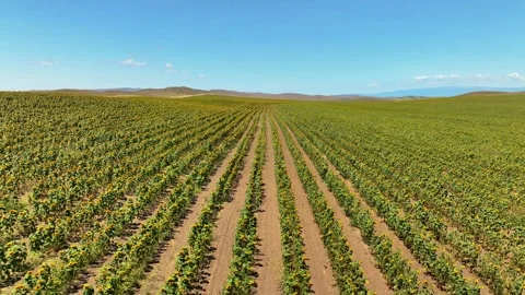 Aerial drone shot, flying over sunflower fields, Beautiful Sunflowers field Stock Footage 304562879