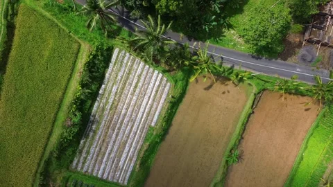 Aerial drone shot flying over rice fields and tropical palm trees with a road Stock Footage 342552032