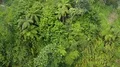 Aerial drone shot green mountain jungle descent with palm and fern trees 4k or 4k+ Resolution