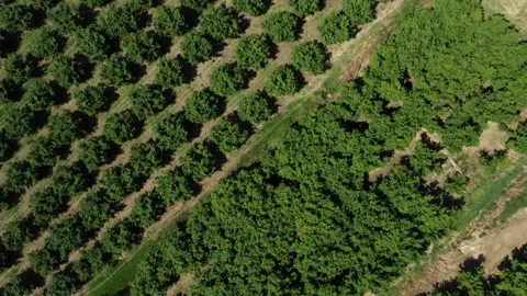 Aerial drone shot, Hazelnut trees, Alta Langa Piemonte, Italy 4k stabilized Stock Footage 160422862