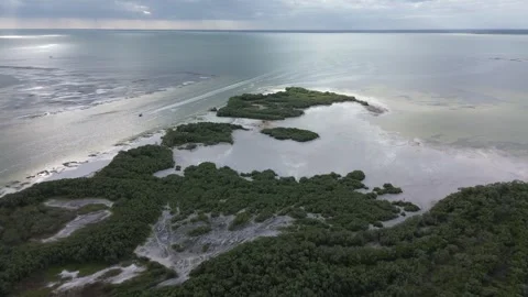 Aerial drone shot of the intersection between mangrove and beach, Holbox Mexico Stock Footage 331519778