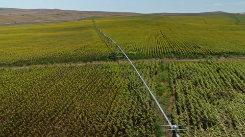 Aerial drone shot on irrigation system of a field with sunflowers Stock Footage 304562823
