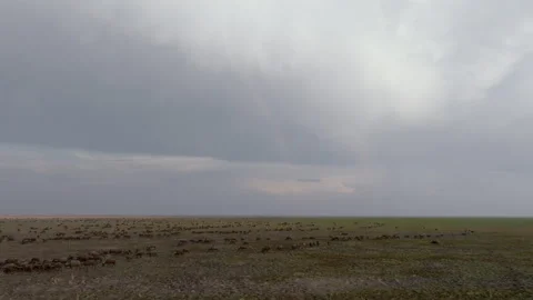 Aerial Drone Shot of Large Buffalo Herd Grazing at Dusk Under Thunderstorm Sky 動画素材 346655009