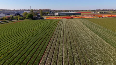 An aerial drone shot looking across large patchwork agricultural fields Stock-Footage 336399720