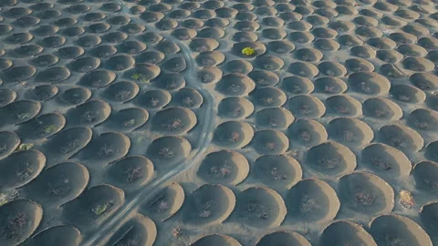 Aerial drone shot looking down over the unique vineyards of La Geria in Stock Footage 336040032