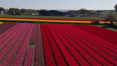An aerial drone shot looking down parallel rows of a vibrant patchwork field Stock-Footage 336398233