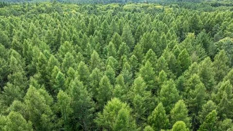 Aerial drone shot of lush green Polish forest in summer. Stock Photos