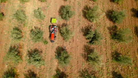 Aerial drone shot of man working in olive grove with tractor 5.4K 30 FPS Stock Footage 219745152