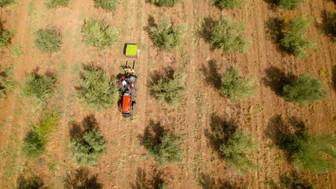 Aerial drone shot of man working in olive grove with tractor 5.4K 30 FPS Stock Footage 219745646