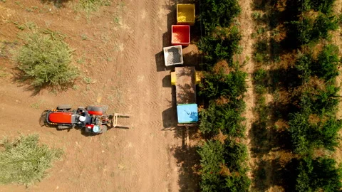 Aerial drone shot of man working in olive grove with tractor 5.4K 30 FPS Stock Footage 219745647