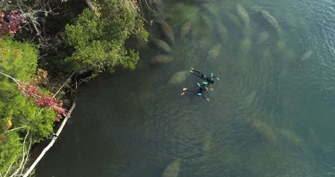 Aerial Drone Shot of  With Manatees Excursion, Florida Stock Footage 105371983