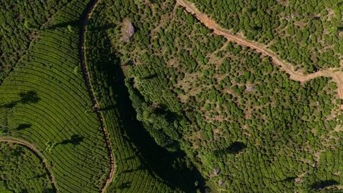 Aerial Drone Shot of Munnar Tea Plantations and Man Rowing Stock Footage 328332155