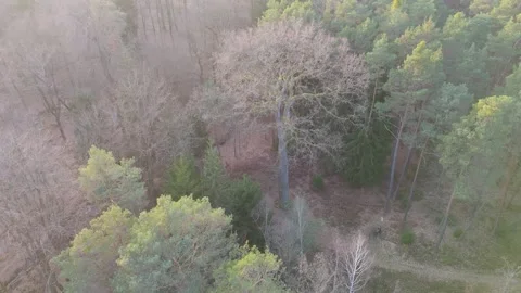 Aerial drone shot of oak tree Bismarckeiche in Rhineland-Palatinate, Germany Stock Footage 343890359