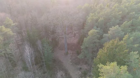 Aerial drone shot of oak tree Bismarckeiche in Rhineland-Palatinate, Germany Stock Footage 343890568