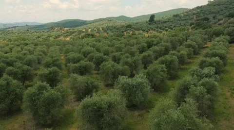 Aerial Drone shot of olive trees Stock Footage 64558417