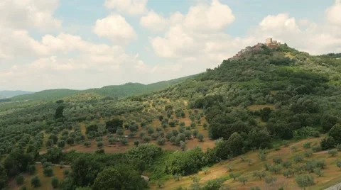 Aerial Drone shot of olive trees Stock Footage 64575285